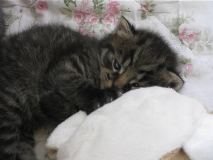 Blanding af racer tjalfe billede 8