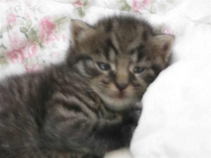 Blanding af racer tjalfe billede 9