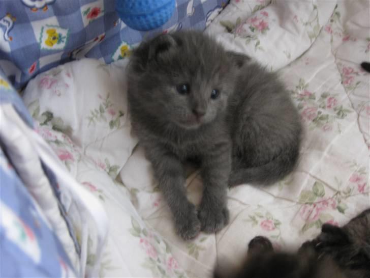 Blanding af racer Mogens Poulsen *død* billede 7