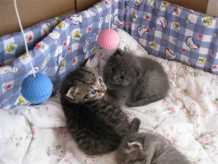 Blanding af racer Mogens Poulsen *død* billede 8