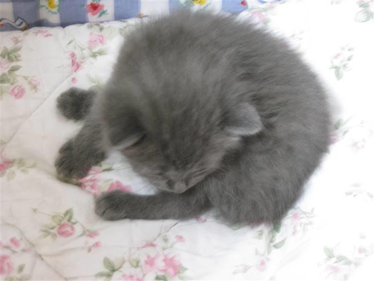 Blanding af racer Mogens Poulsen *død* billede 9