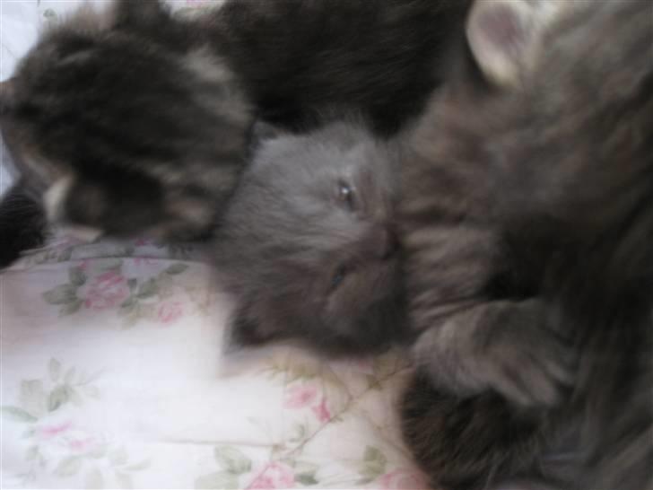 Blanding af racer Mogens Poulsen *død* billede 10