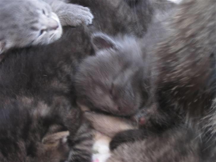 Blanding af racer Mogens Poulsen *død* billede 11