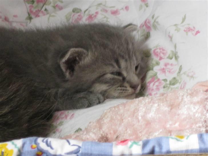 Blanding af racer Mathilde billede 7