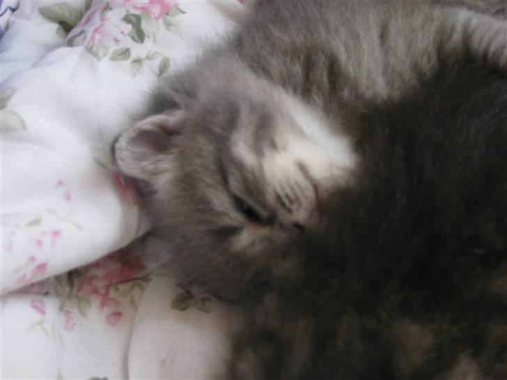 Blanding af racer Mathilde billede 8