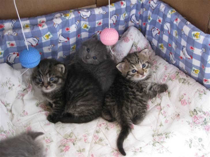 Blanding af racer Bjarke billede 9