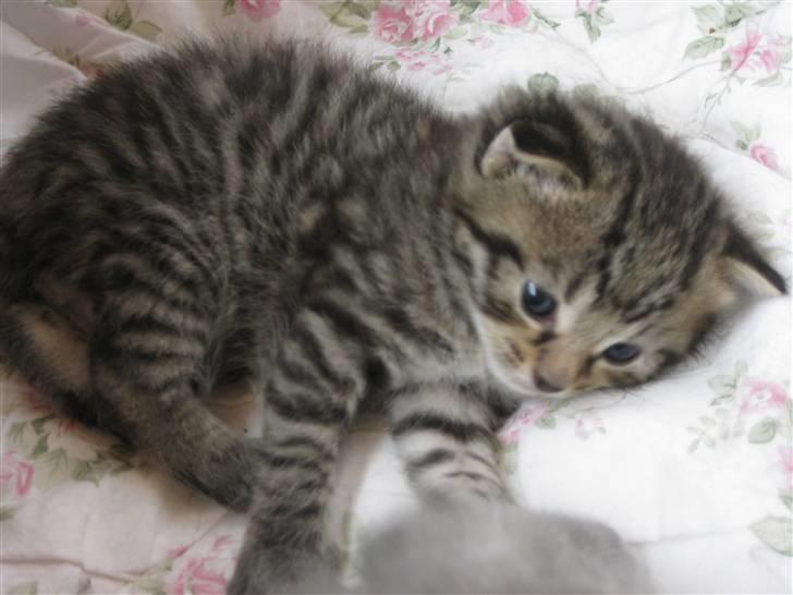 Blanding af racer Bjarke billede 10