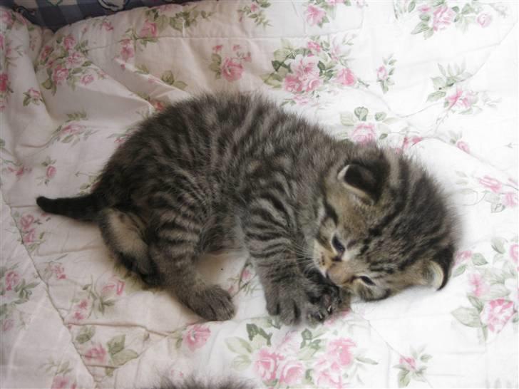 Blanding af racer Bjarke billede 11