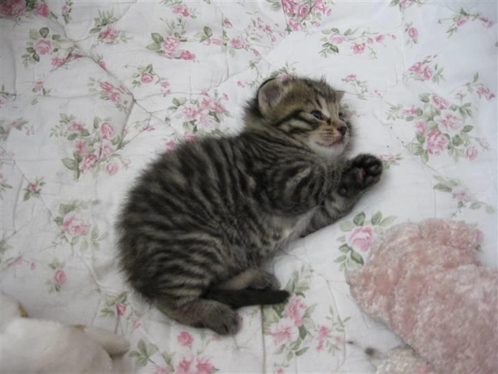 Blanding af racer Bjarke billede 12