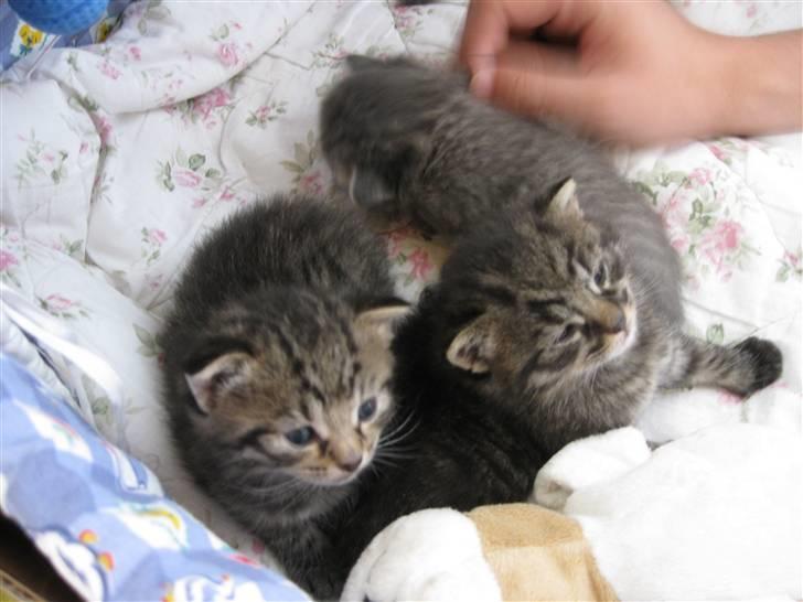 Blanding af racer Bjarke billede 14