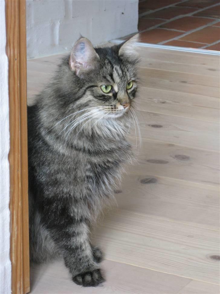 Blanding af racer Freja billede 20