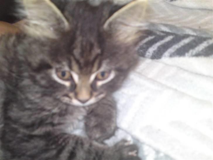 Norsk Skovkat Tarzan R.I.P - er han ikke bare dejlig billede 1