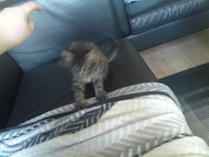 Norsk Skovkat Tarzan R.I.P - så skal der leges med tæppet  billede 2