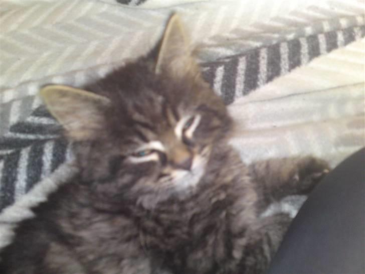 Norsk Skovkat Tarzan R.I.P - er blevet en lille smule træt nu billede 3