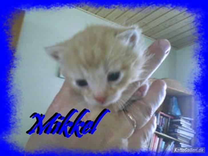 Huskat mikkel billede 4