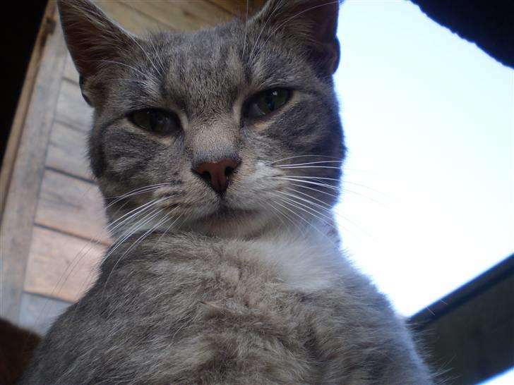 Blanding af racer Tiger<3 - velkommen til Tigers profil !  billede 1