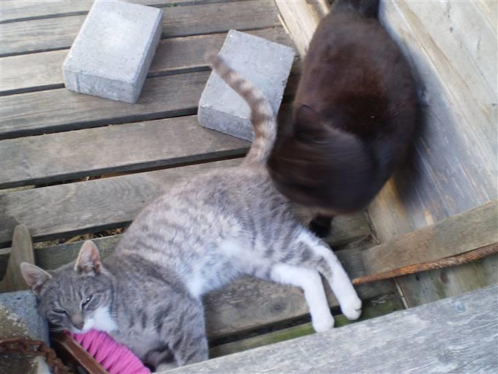 Blanding af racer Tiger<3 - Tiger og mor :D  billede 2