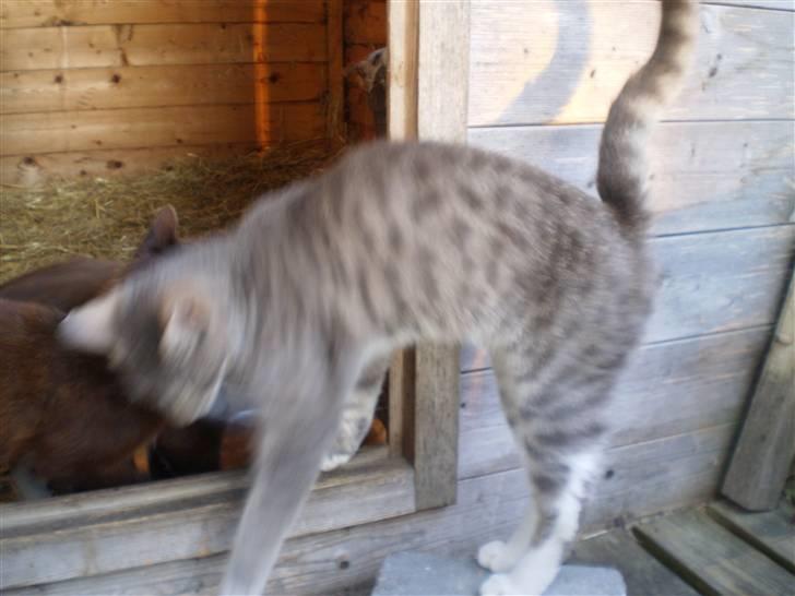 Blanding af racer Tiger<3 billede 3