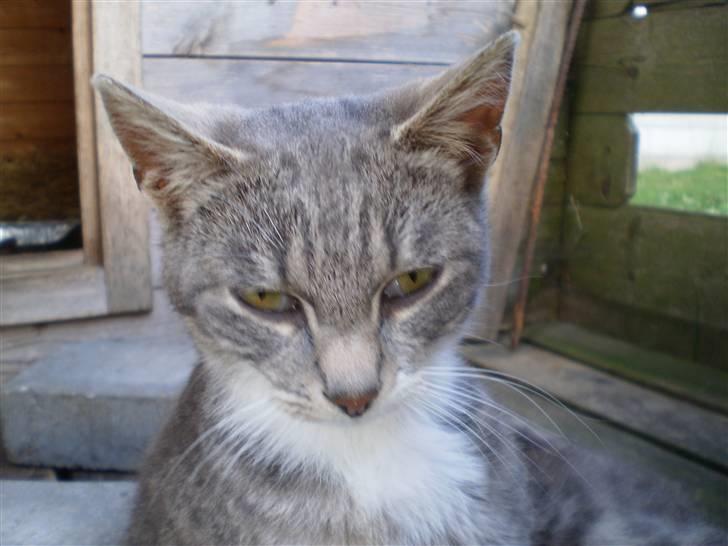 Blanding af racer Tiger<3 billede 4