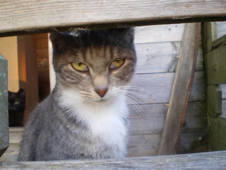 Blanding af racer Tiger<3 billede 5