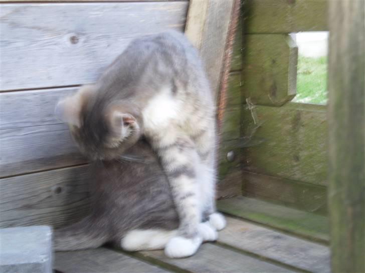 Blanding af racer Tiger<3 - ej hvor er jeg beskidt! ;b  billede 6