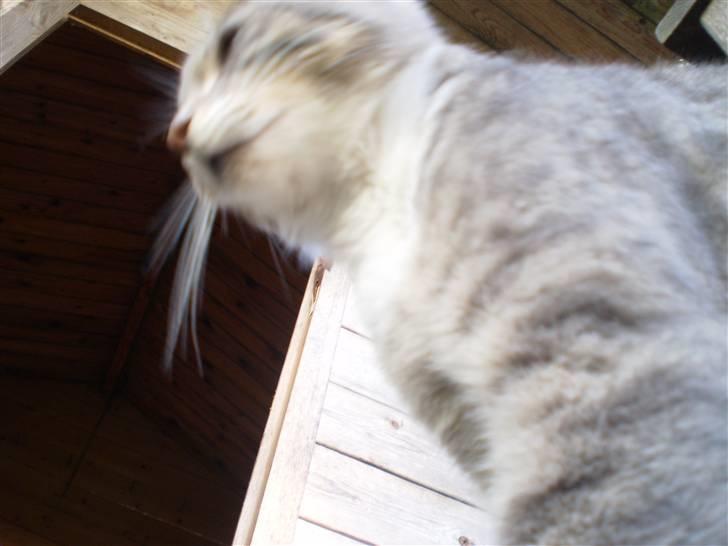 Blanding af racer Tiger<3 billede 7