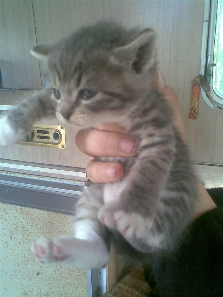 Blanding af racer Tiger<3 - er jeg ik´ bare sød som killing?? :D  billede 8