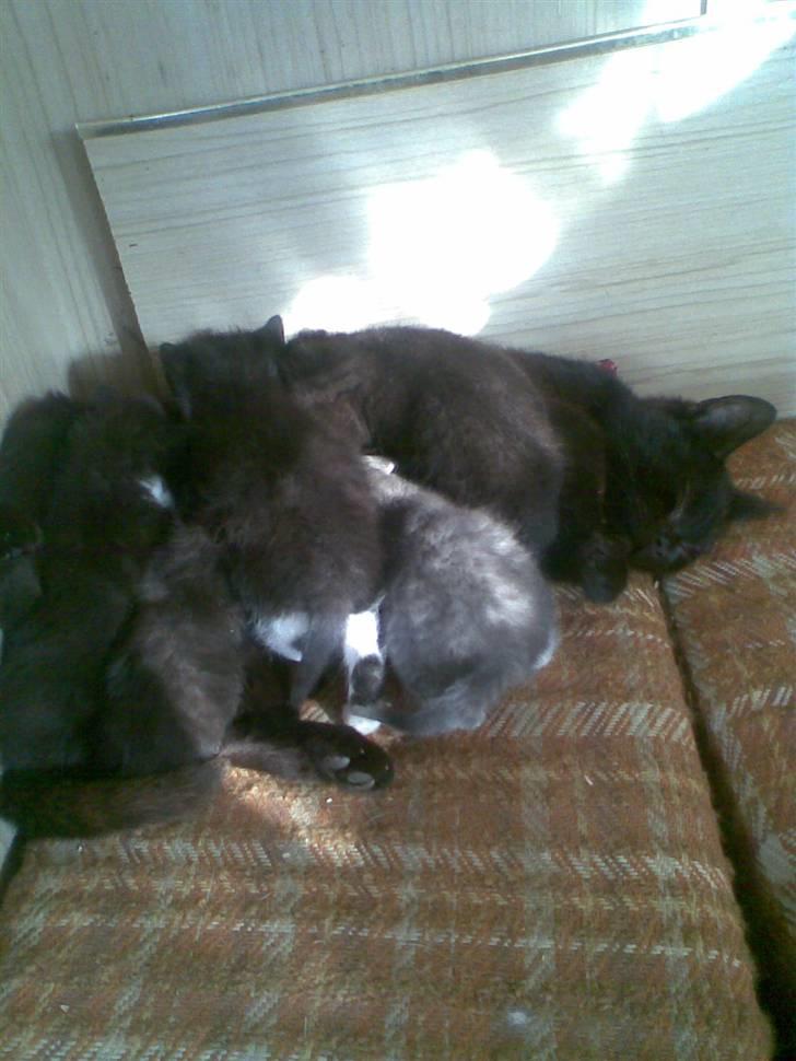 Blanding af racer Tiger<3 - mums mælk! :D  billede 9