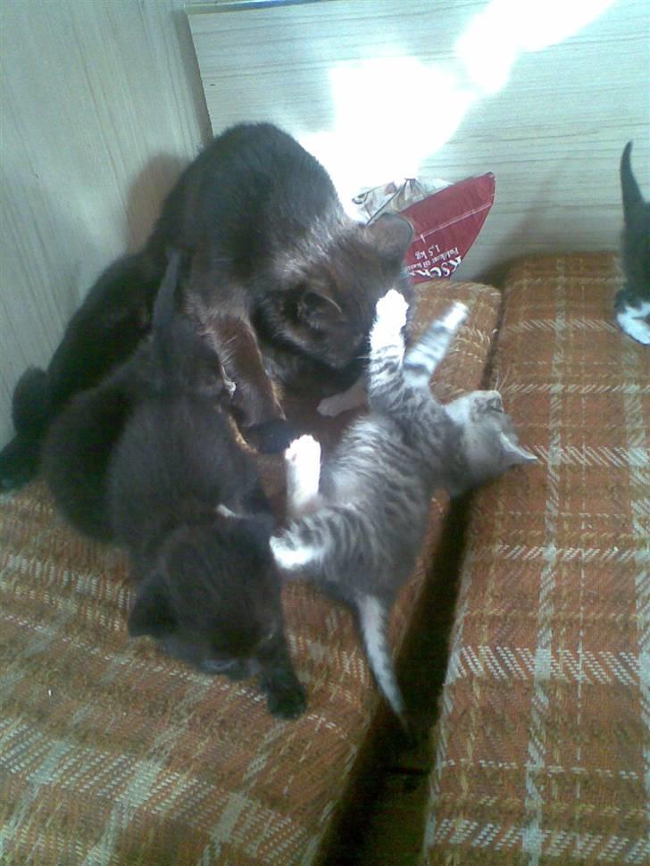 Blanding af racer Tiger<3 - Ej mor! jeg gider ik´ i bad nu, jeg vil hellere lege!  billede 10