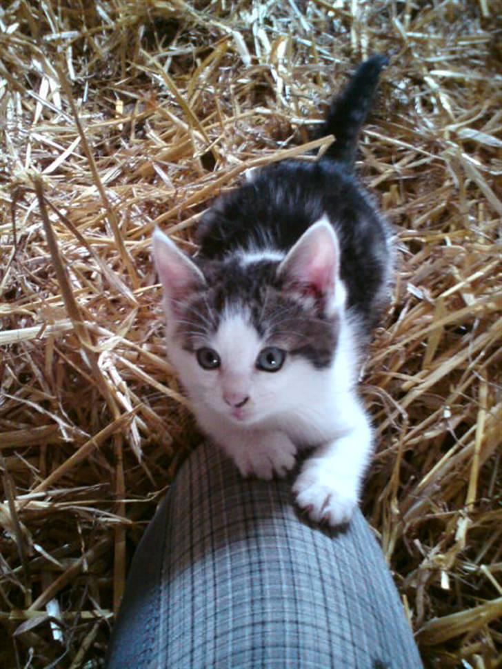 Huskat Magnus Pivert Prut. - Haha! billede 7