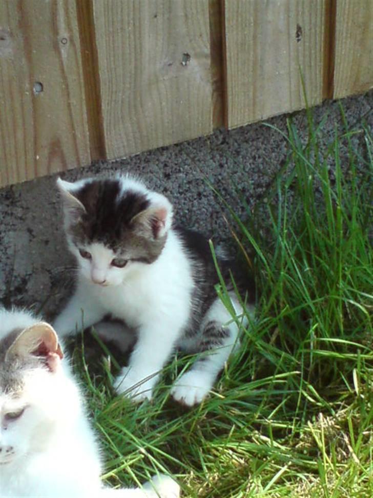 Huskat Magnus Pivert Prut. - Er lige klar til at springe på moar! billede 8