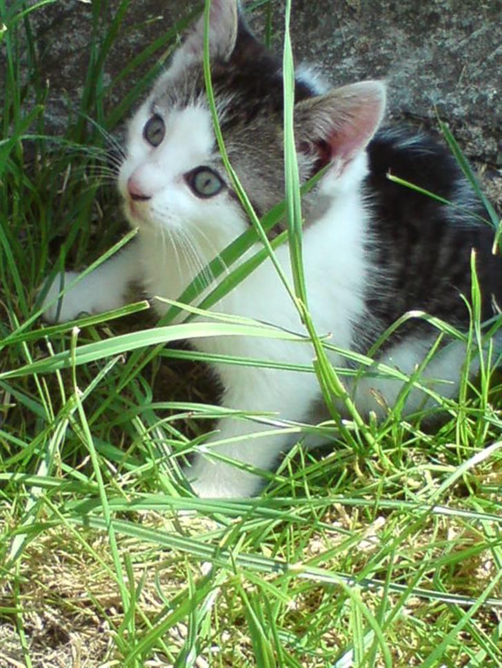 Huskat Magnus Pivert Prut. billede 9