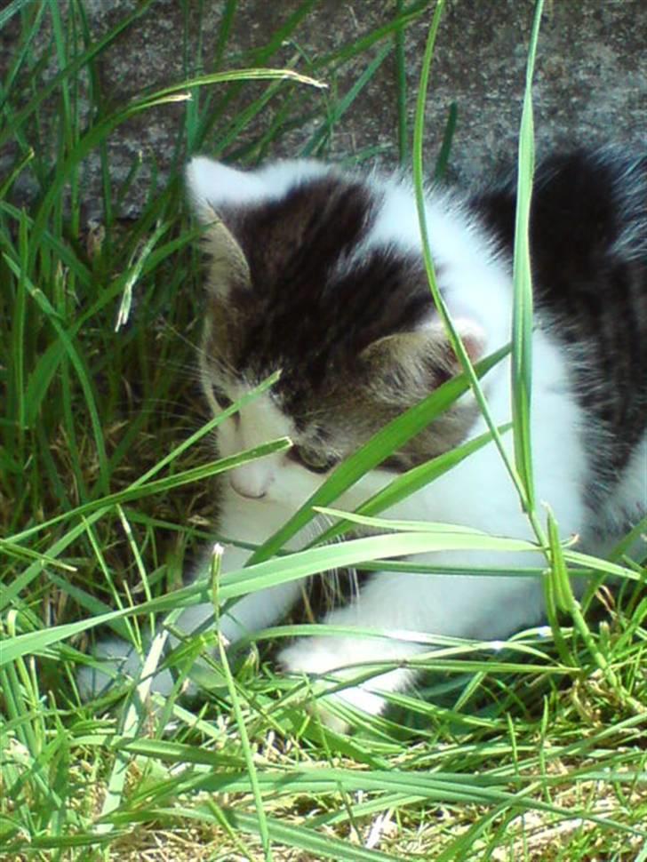 Huskat Magnus Pivert Prut. billede 10