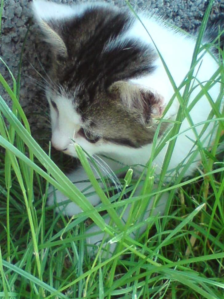 Huskat Magnus Pivert Prut. billede 11