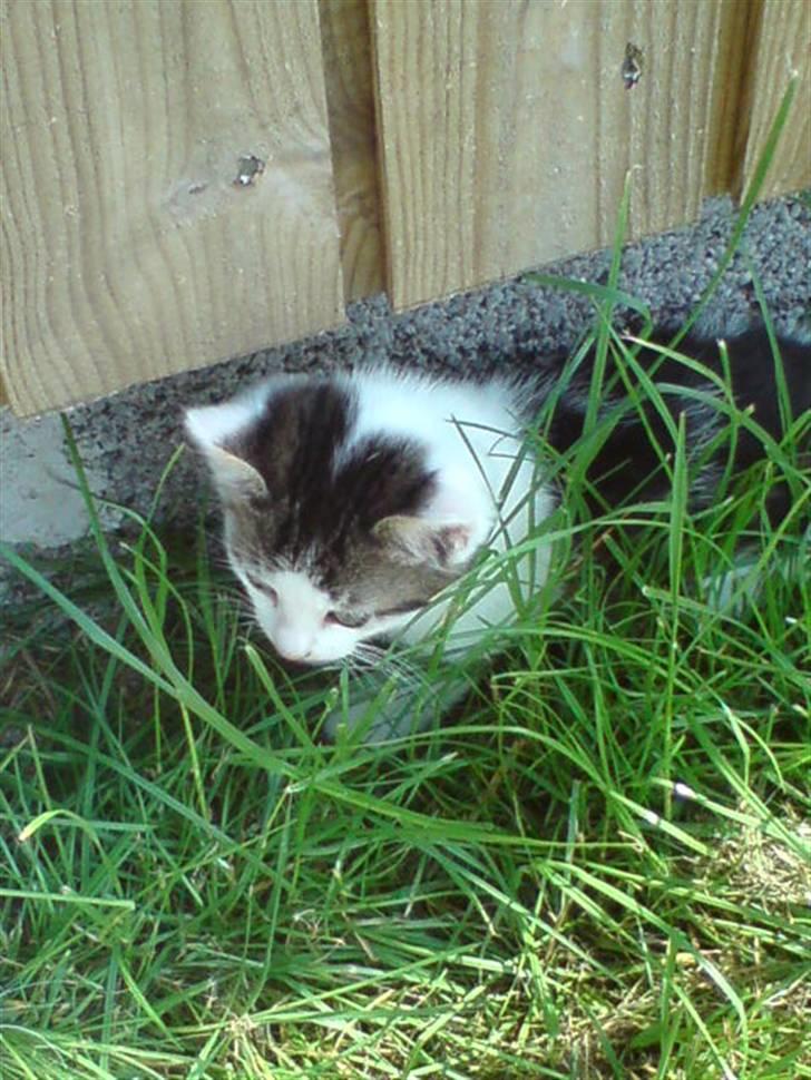 Huskat Magnus Pivert Prut. billede 12