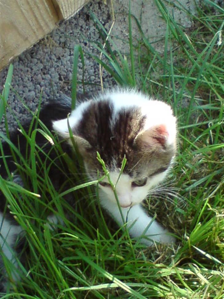 Huskat Magnus Pivert Prut. billede 13