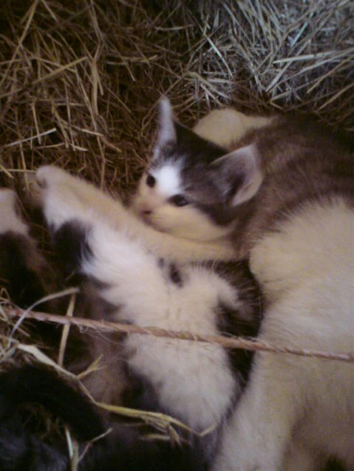 Huskat Magnus Pivert Prut. - Er jeg ikke sød billede 14