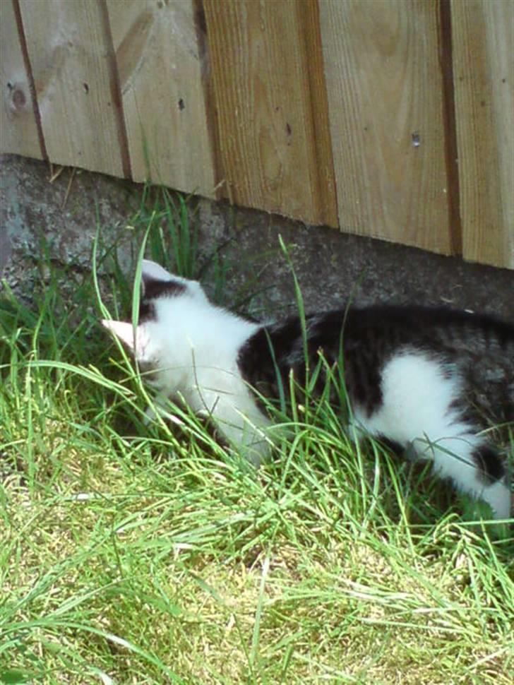 Huskat Magnus Pivert Prut. - Jeg går lige på vandretur billede 15