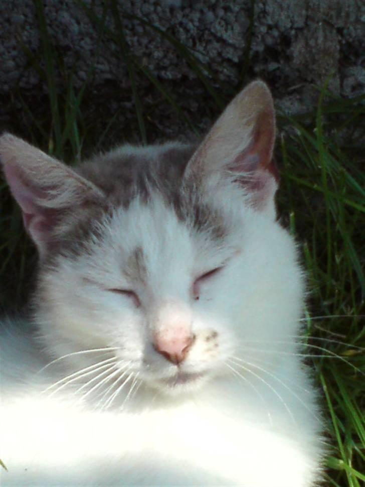 Huskat Missemor - Velkommen til Missemor´s profil læg en kommentar og en bedømmelse.. billede 1