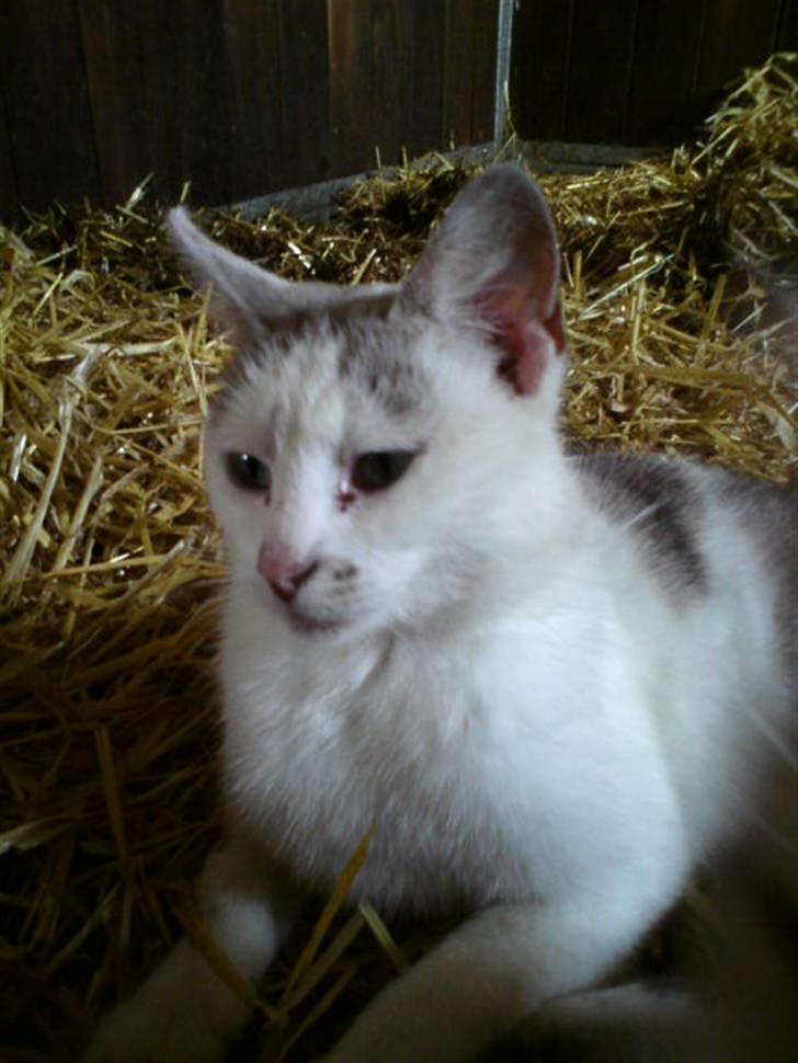 Huskat Missemor billede 2