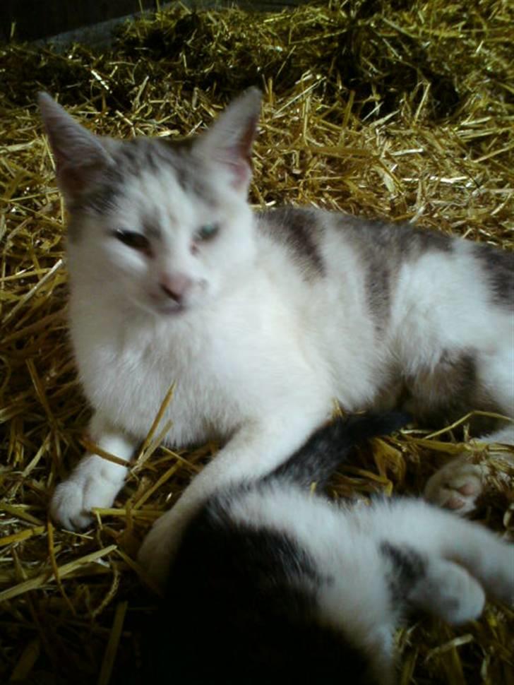 Huskat Missemor billede 3