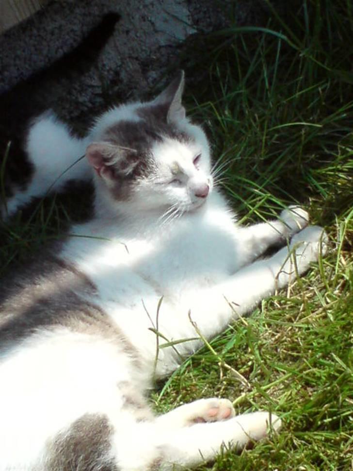 Huskat Missemor billede 4