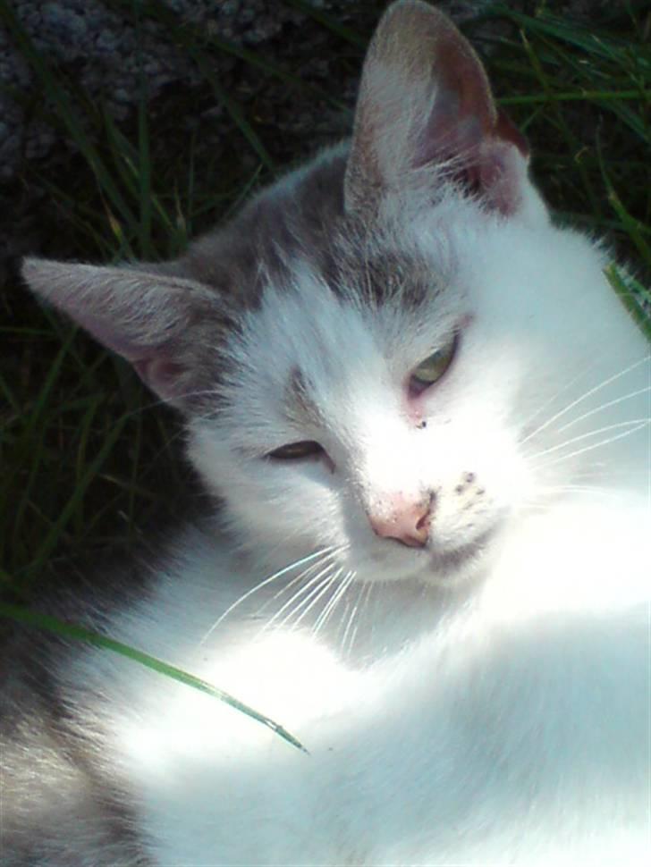 Huskat Missemor billede 5