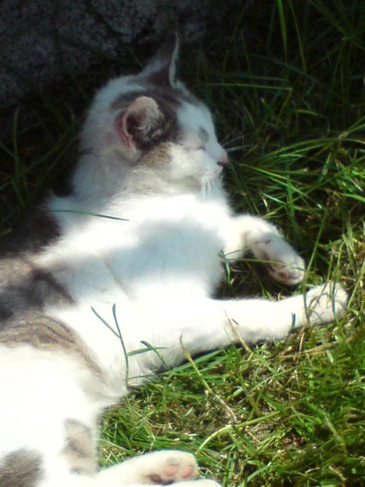 Huskat Missemor billede 6