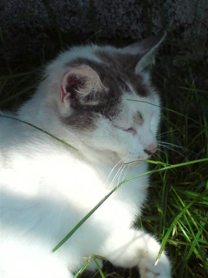 Huskat Missemor billede 7