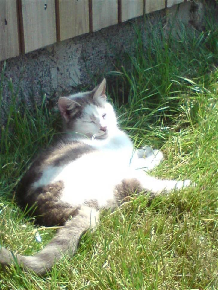 Huskat Missemor billede 8