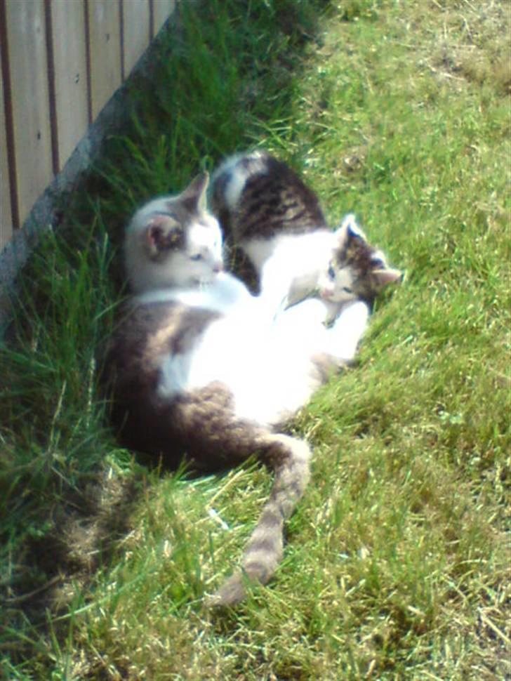 Huskat Missemor - Missemor sammen med Magnus billede 9