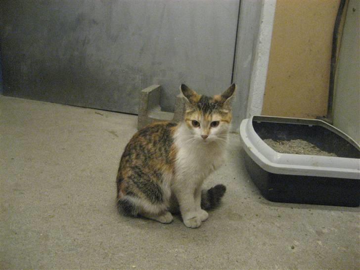 Blanding af racer R.I.P Andersine mis - hej med dig XD billede 6