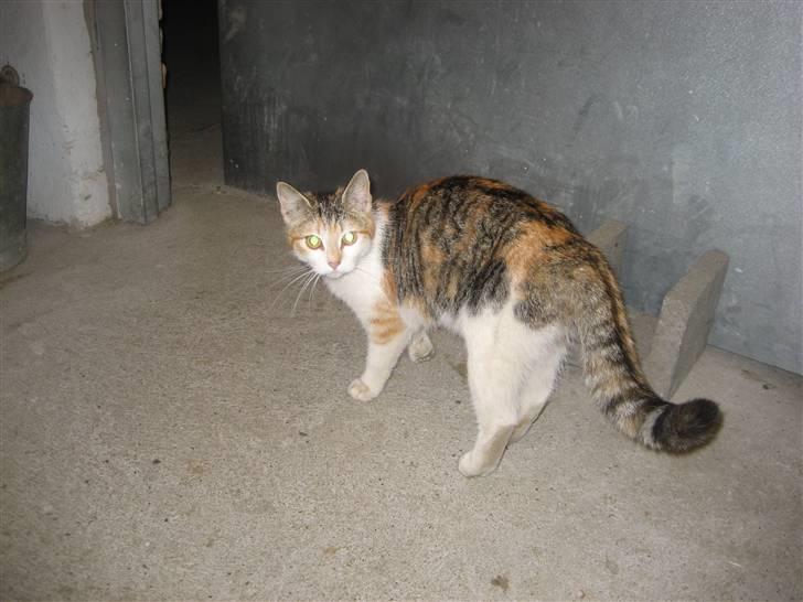 Blanding af racer R.I.P Andersine mis - hvad sker der ???? billede 7