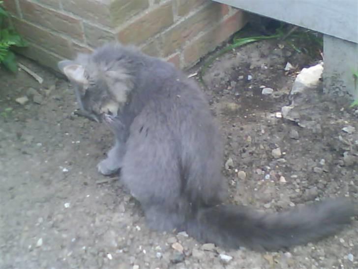 Blanding af racer Pjuske( R.I.P ) - man skal jo vaskes engang imellem billede 9